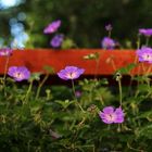 Sommerblumen in hohen Norden