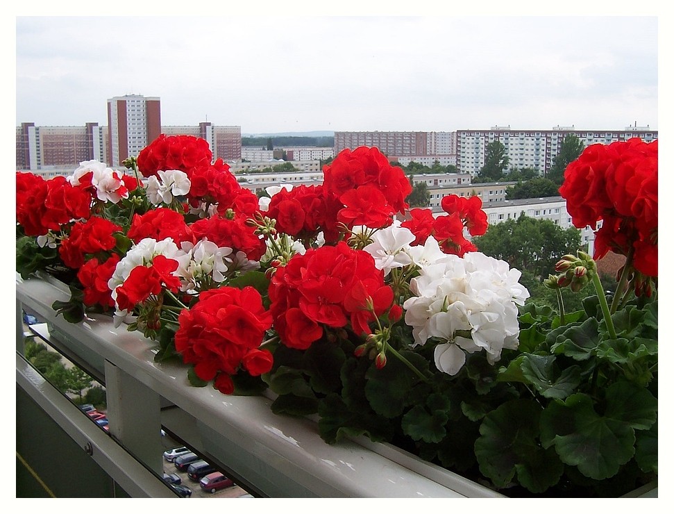 Sommerblumen in luftiger Höhe