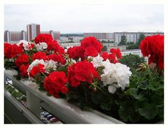 Sommerblumen in luftiger Höhe