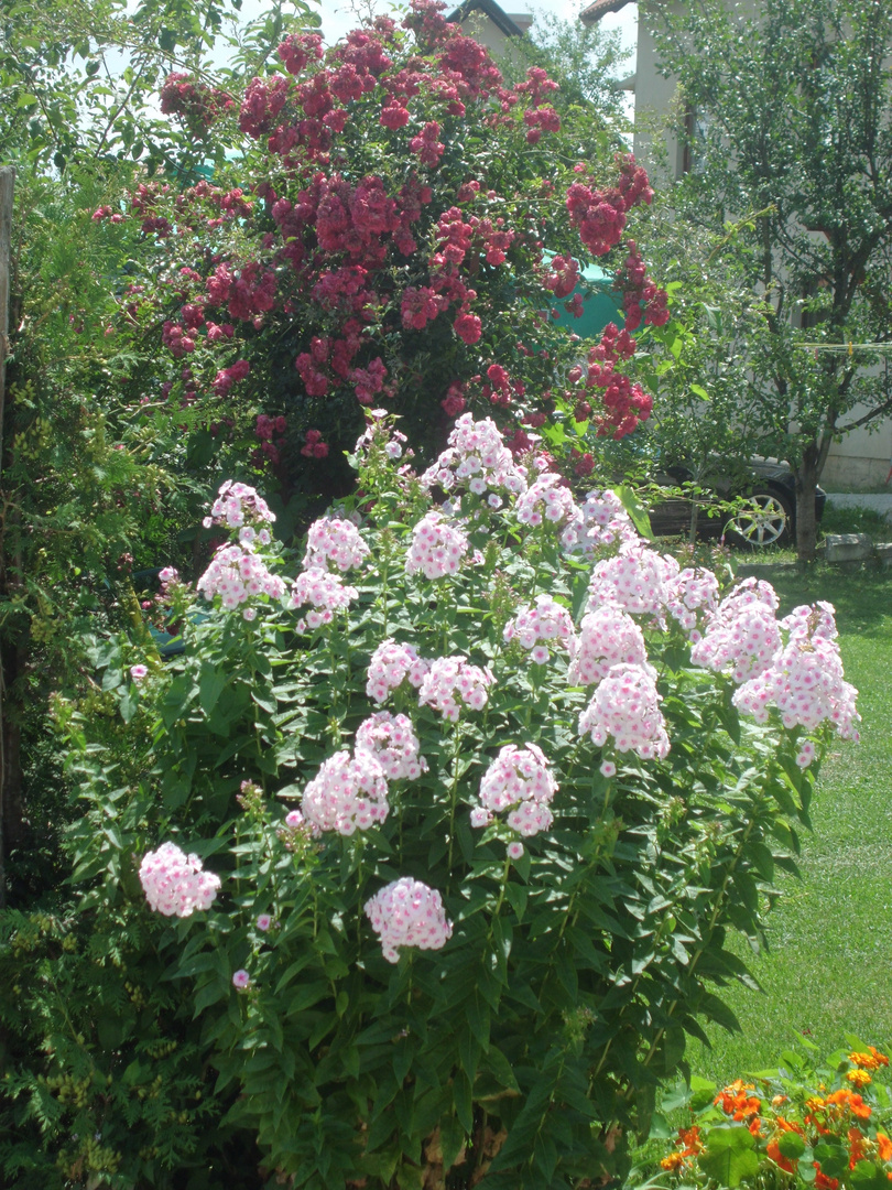 Sommerblumen in Zlatibor