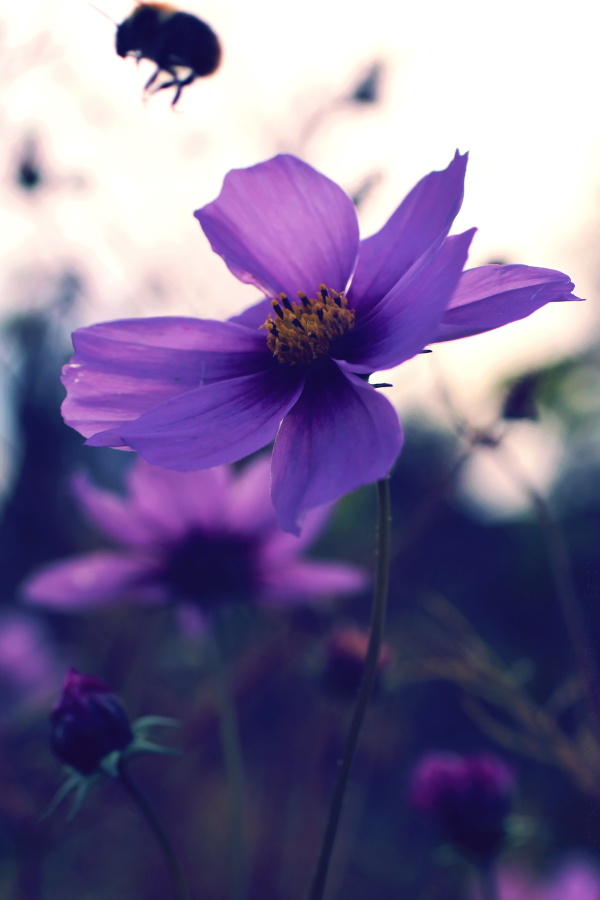 sommerblumen mit hummel 