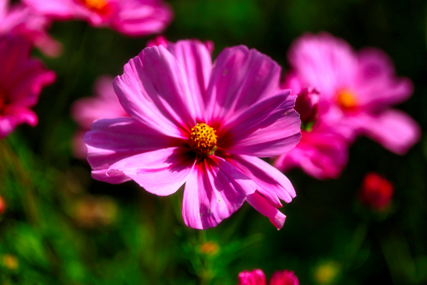 Sommerblumen.. von Ringelblumen bis Trichterwinde über Mädesüß