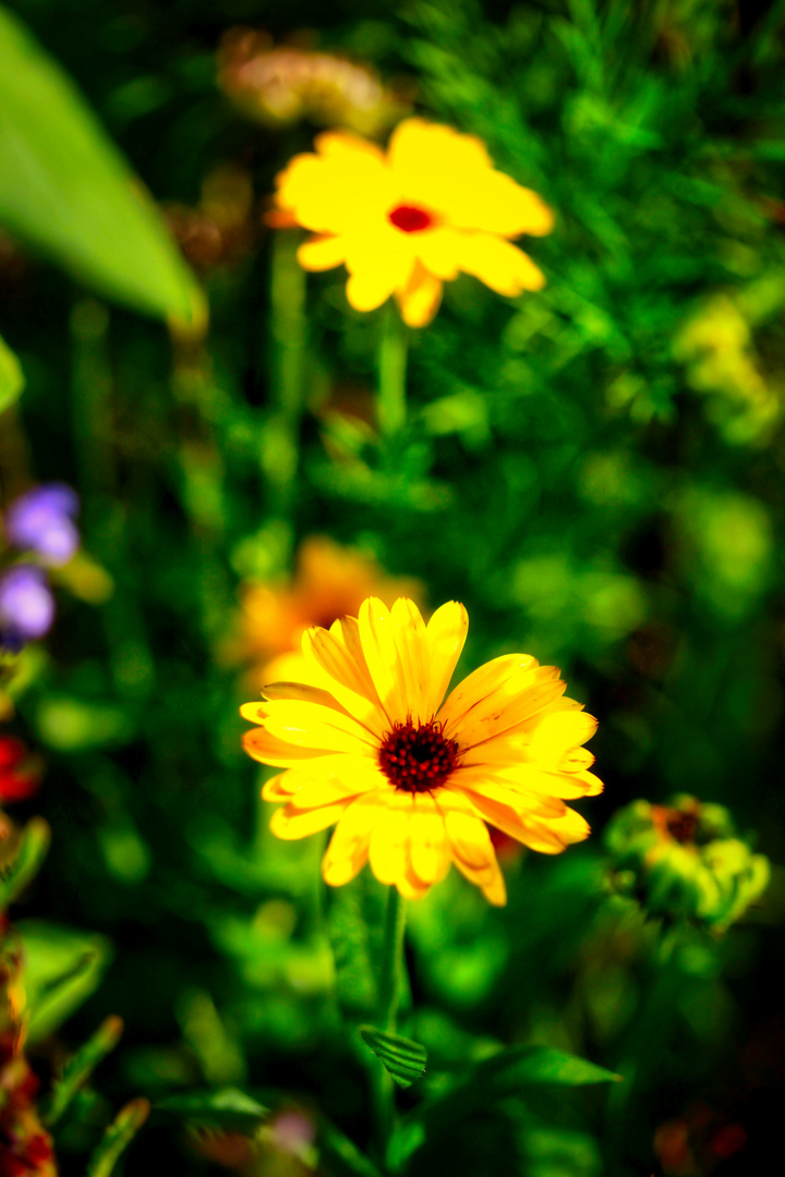 Sommerblumen.. von Ringelblumen bis Trichterwinde über Mädesüß