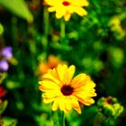 Sommerblumen.. von Ringelblumen bis Trichterwinde über Mädesüß