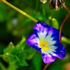 Sommerblumen.. von Ringelblumen bis Trichterwinde über Mädesüß