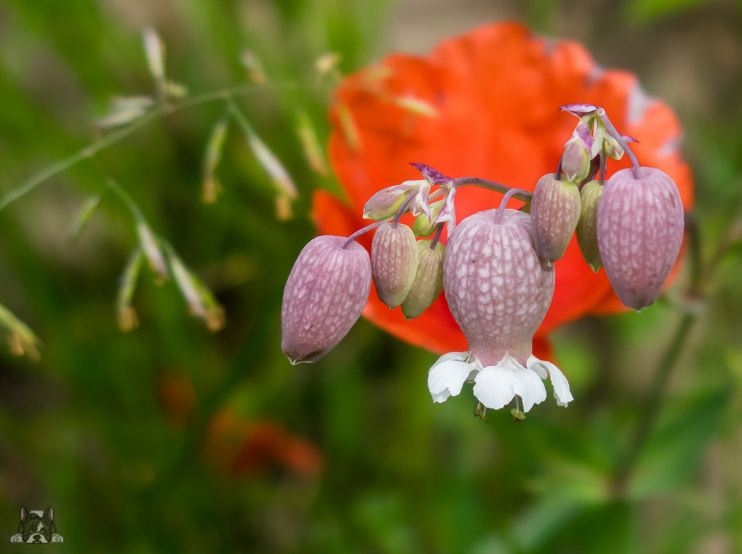 Sommerblumen vor Mohn