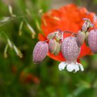 Sommerblumen vor Mohn