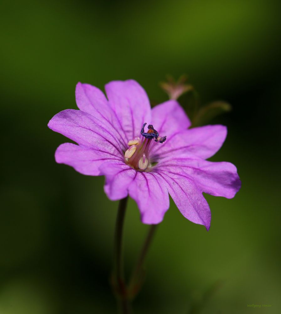 Sommerblumenblüte