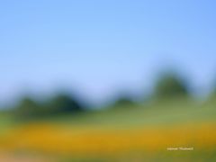 Sommerblumenfeld im Knüllgebirge