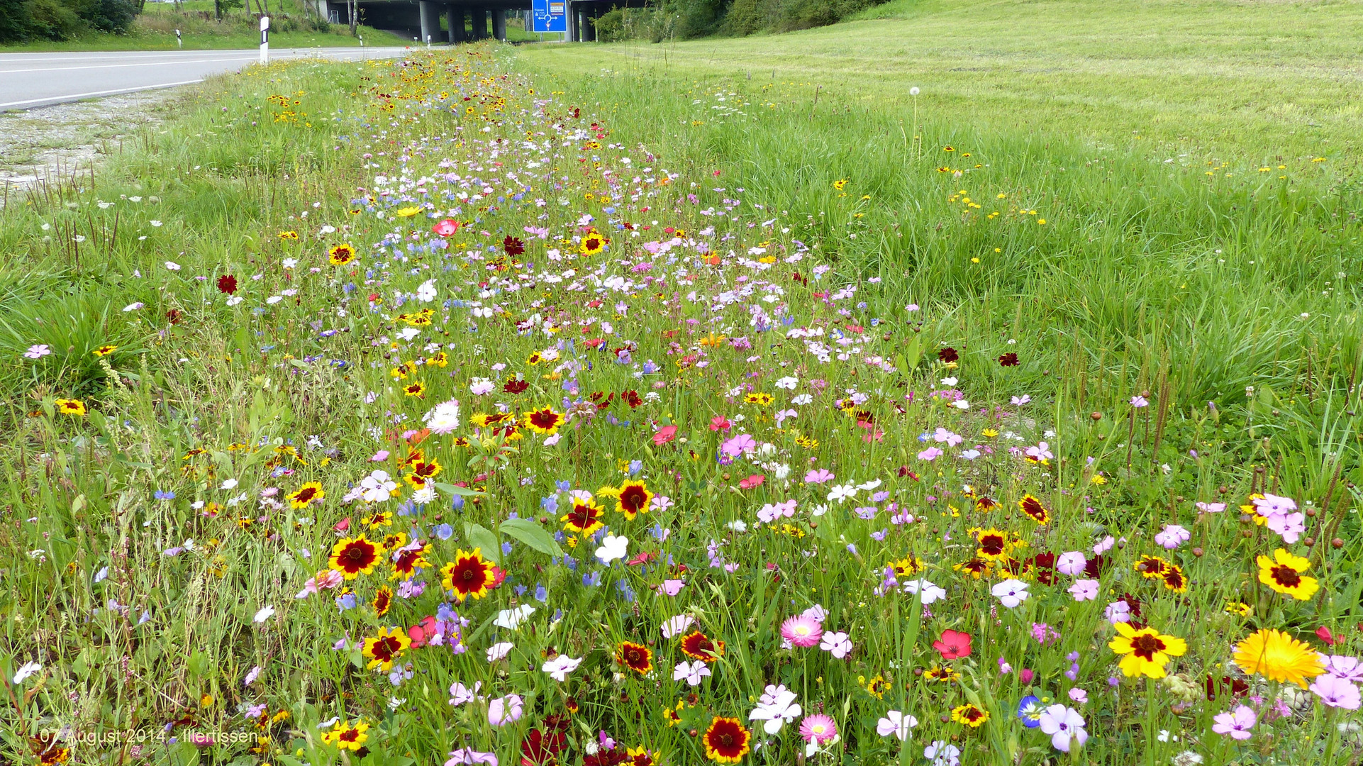 Sommerblumenmischung an Straßenrändern