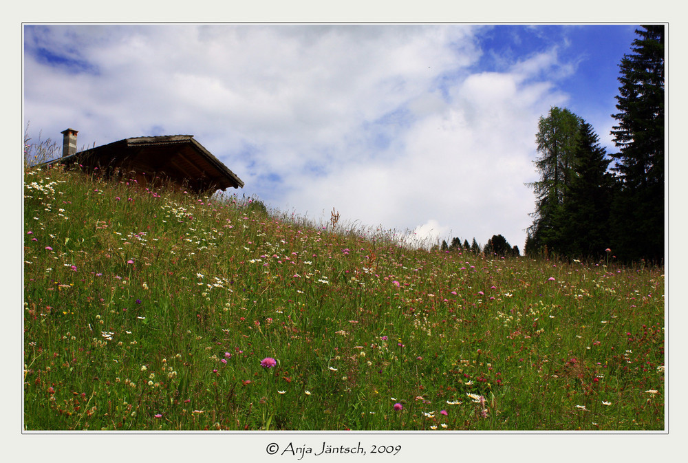 Sommerblumenpracht