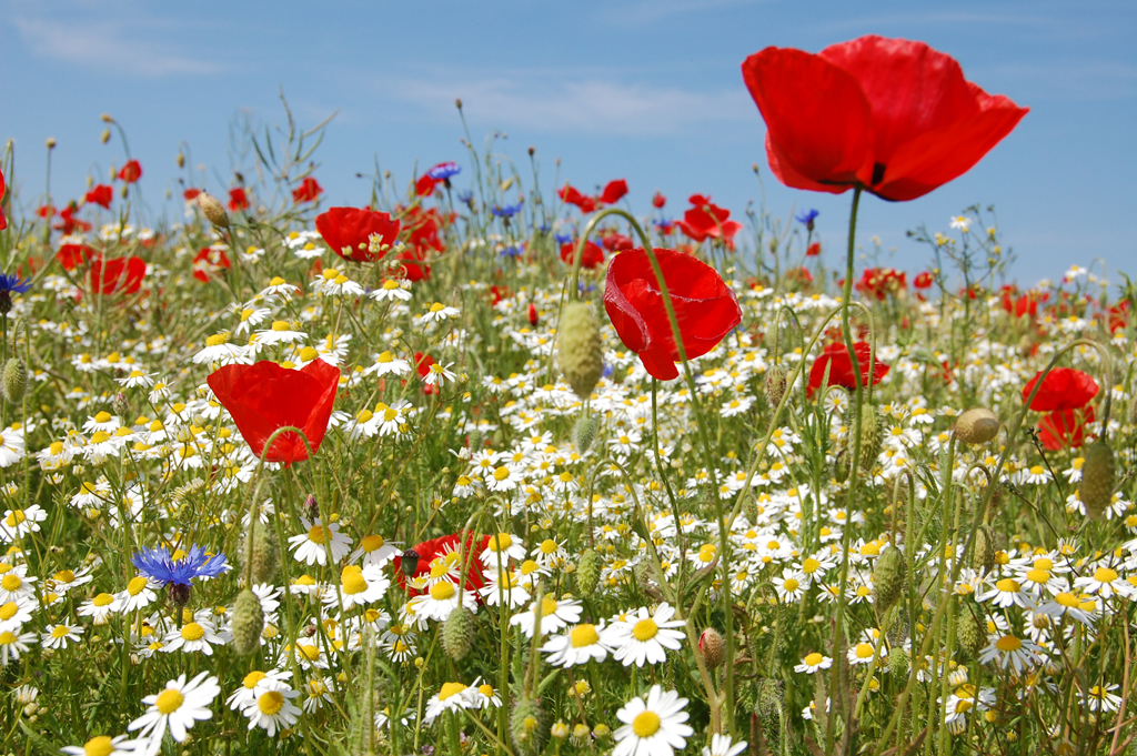 Sommerblumenwiese