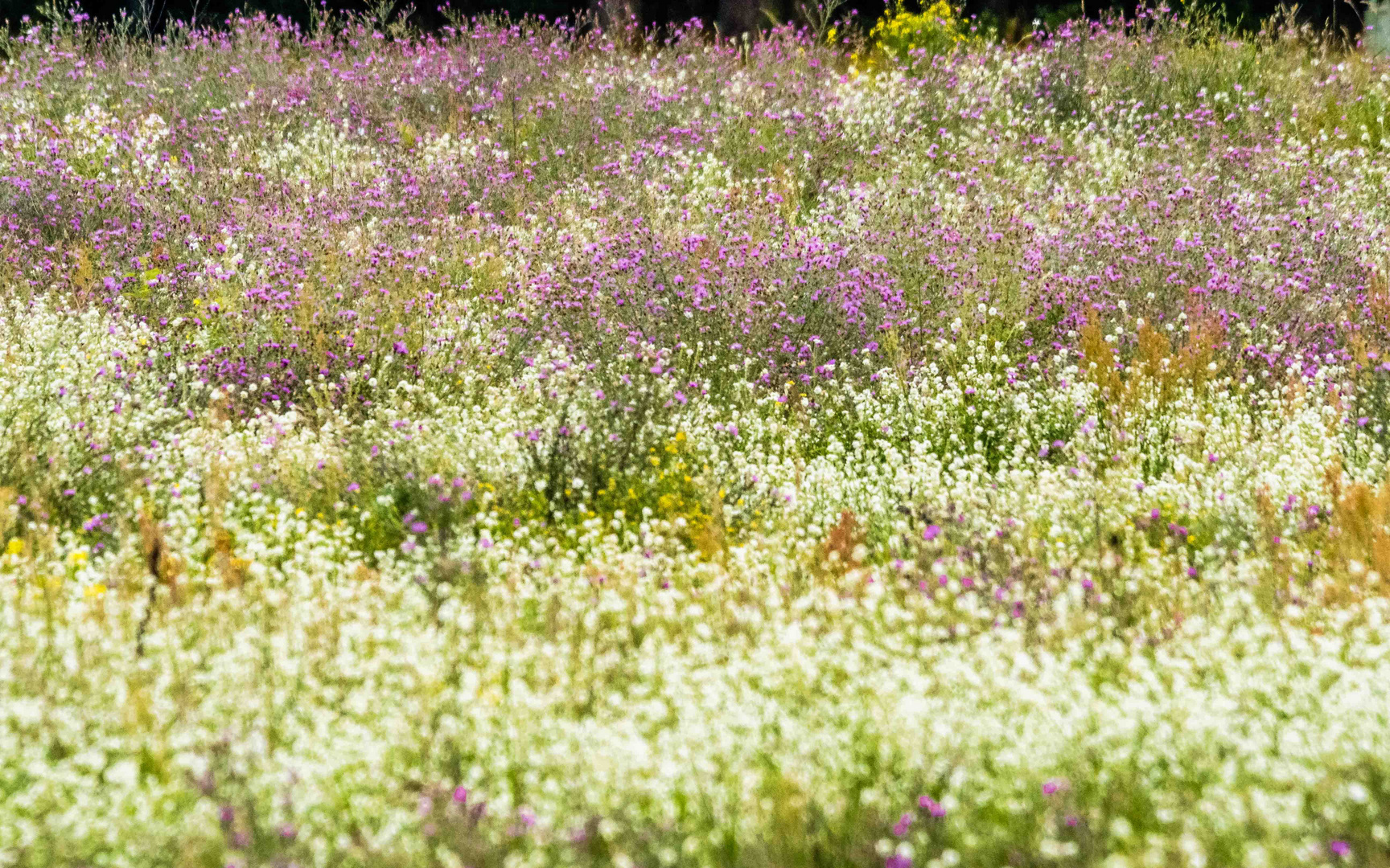 Sommerblumenwiese