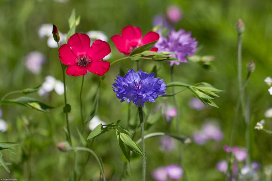 Sommerblumenwiese 1