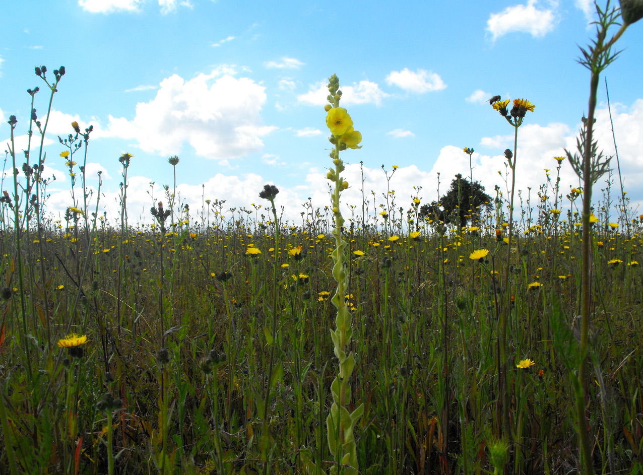 Sommerblumenwiese