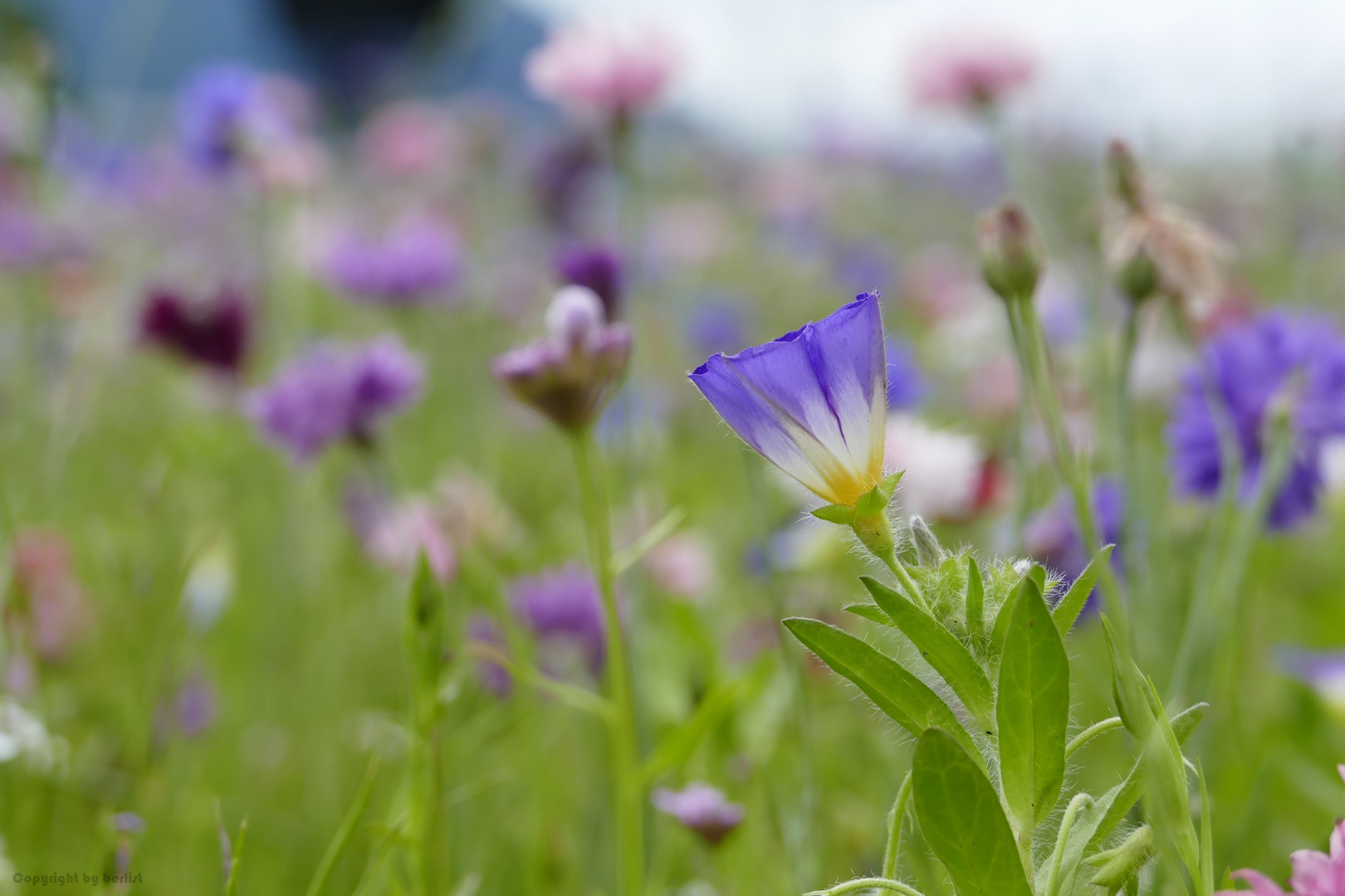 Sommerblumenwiese