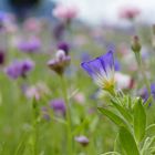 Sommerblumenwiese