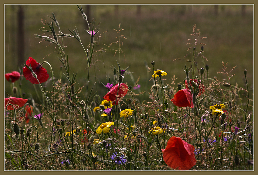 Sommerblumenwiese