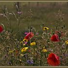 Sommerblumenwiese