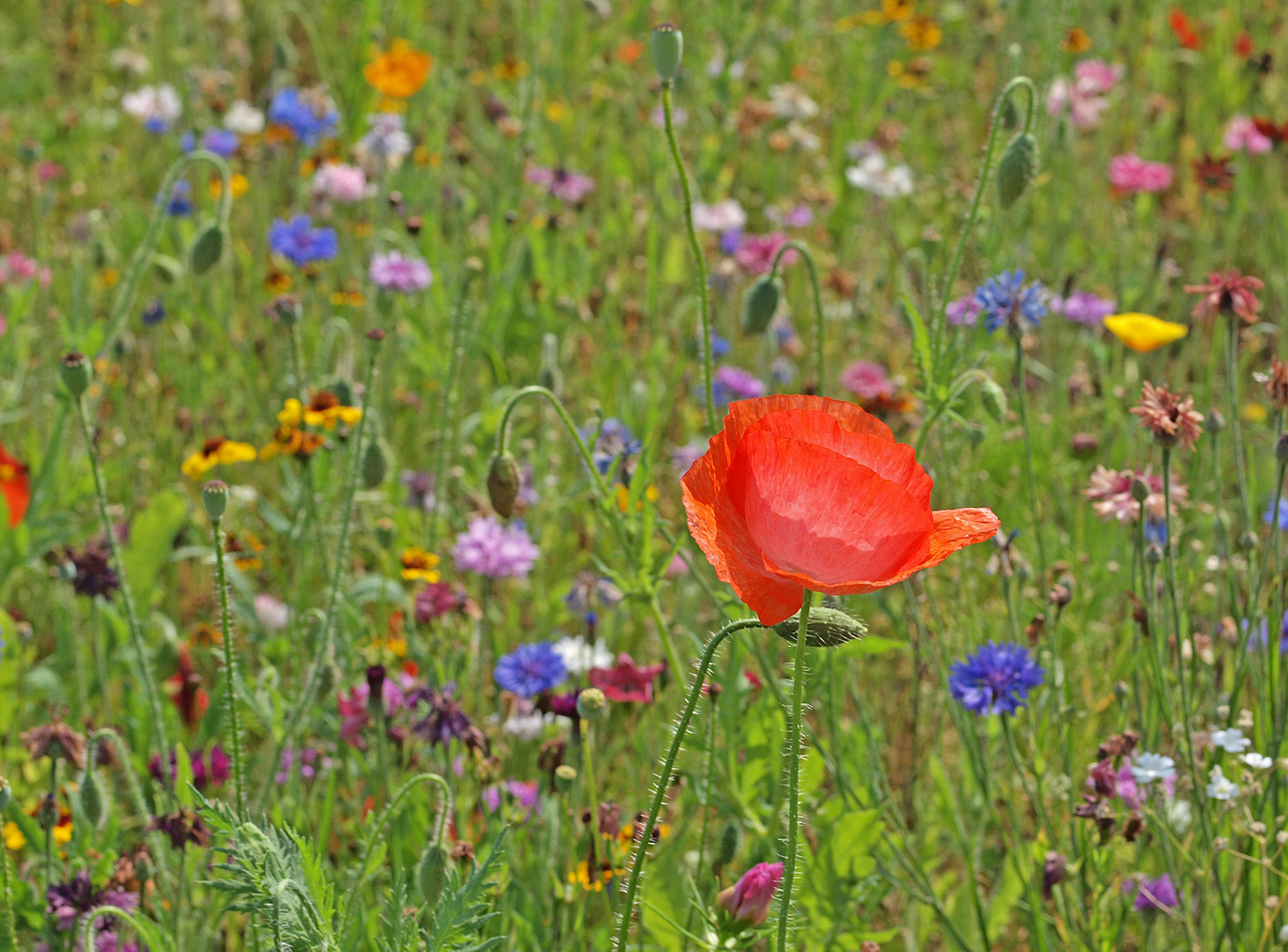 Sommerblumenwiese