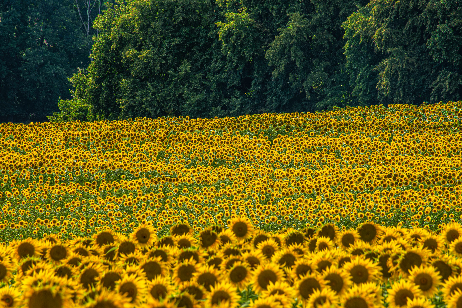 Sommerblumenwiese