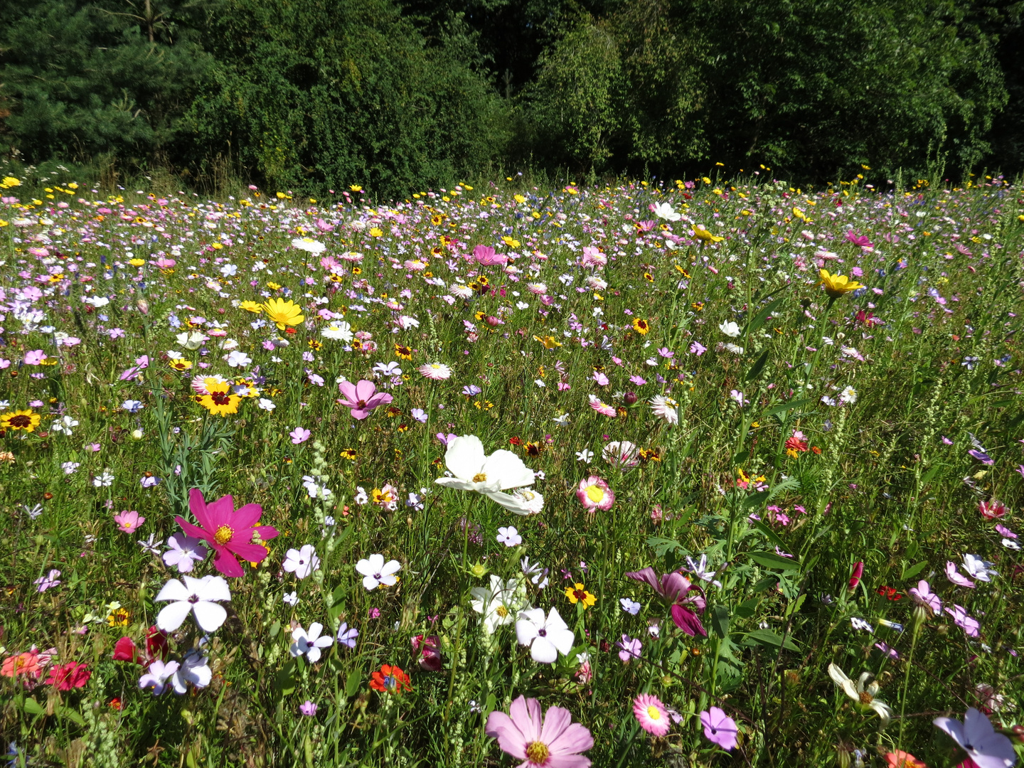 Sommerblumenwiese