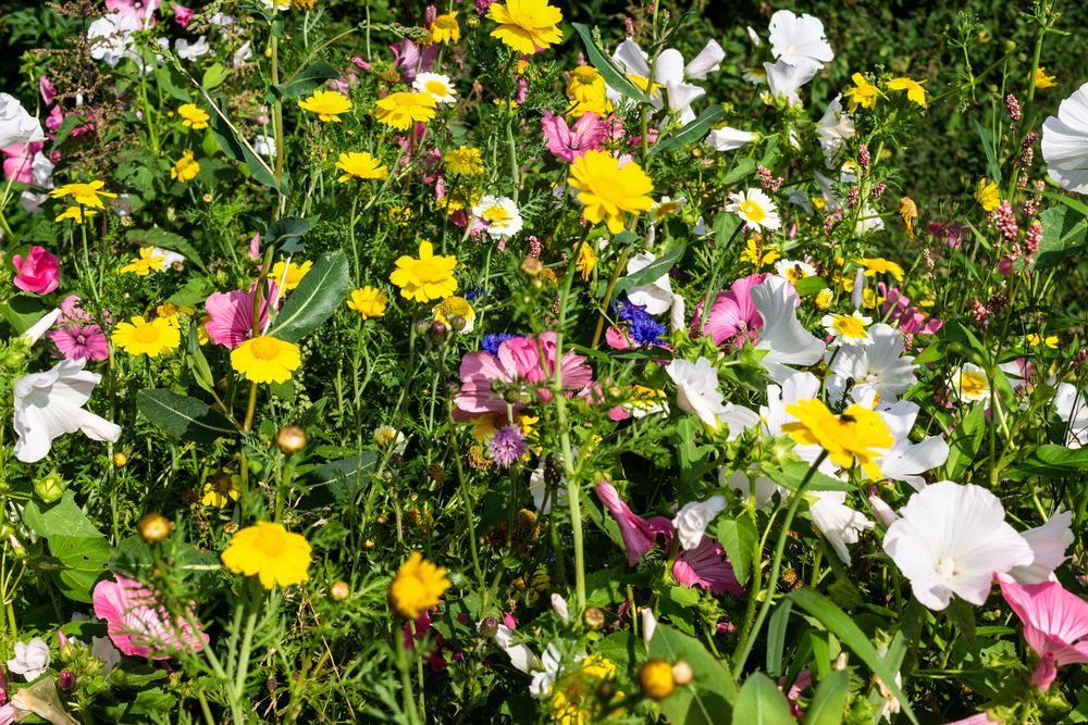 Sommerblumenwiese