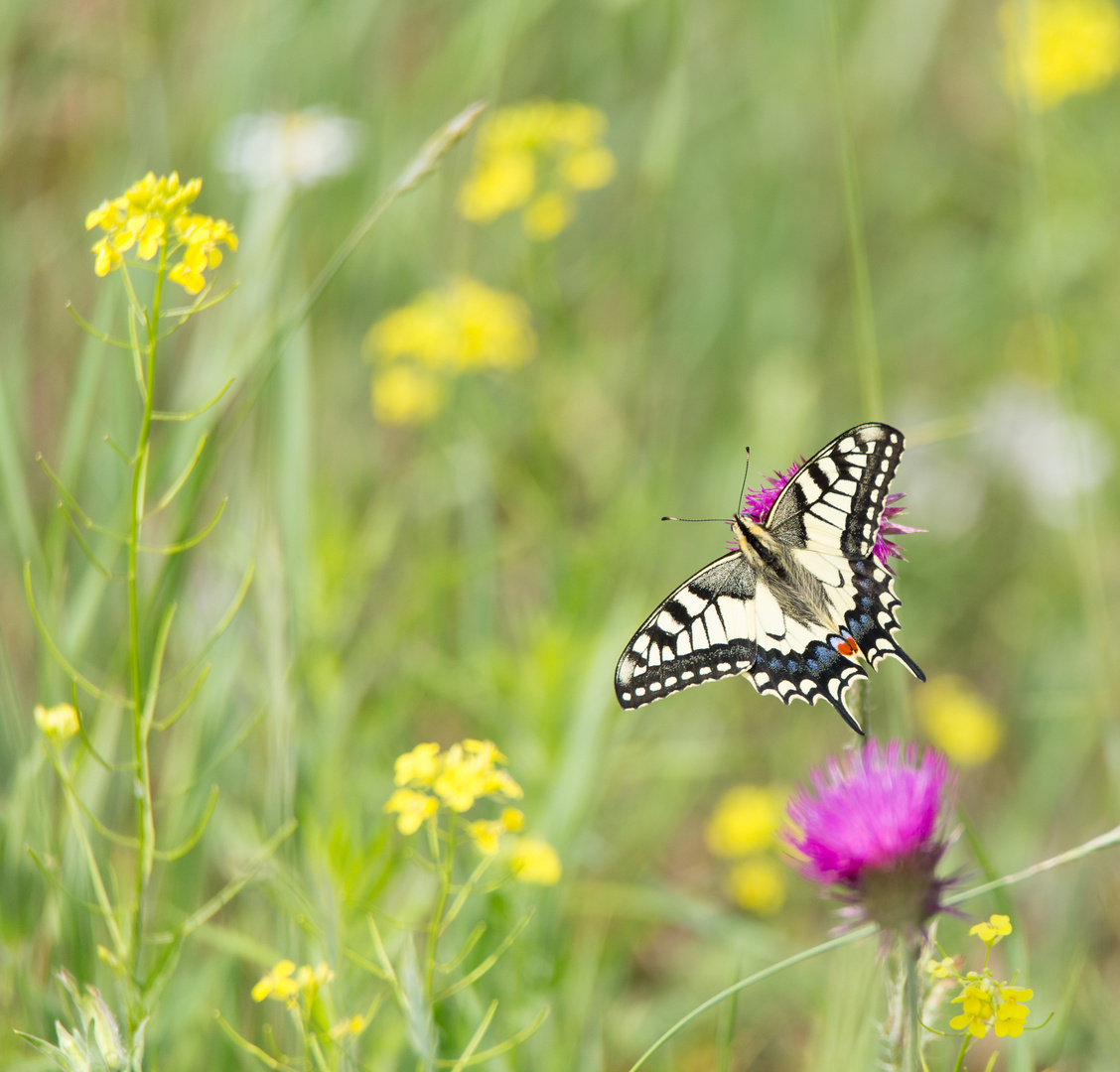 Sommerblumenwiese