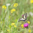 Sommerblumenwiese