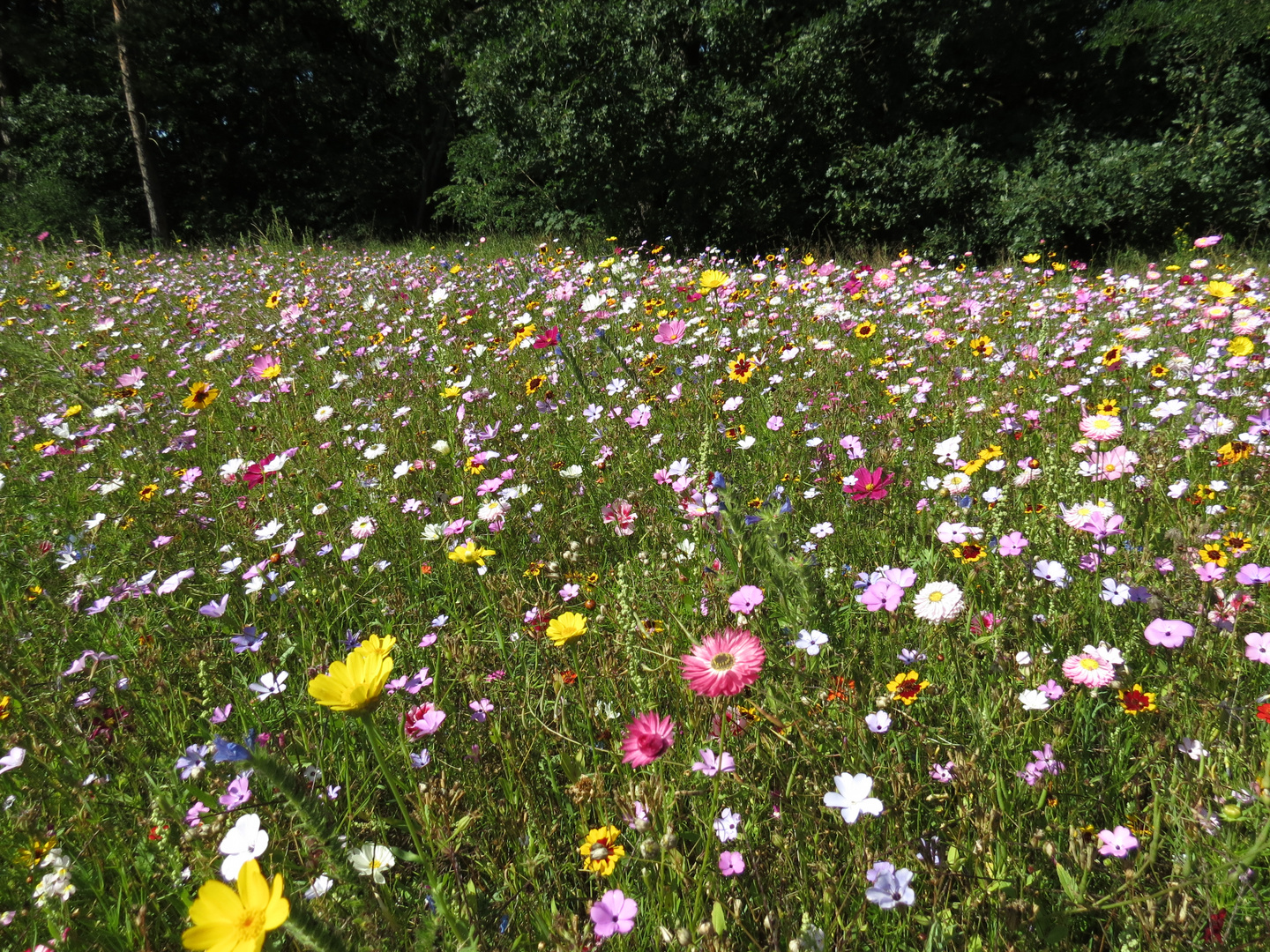 Sommerblumenwiese auf der Berliner Pfaueninsel