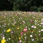 Sommerblumenwiese auf der Berliner Pfaueninsel