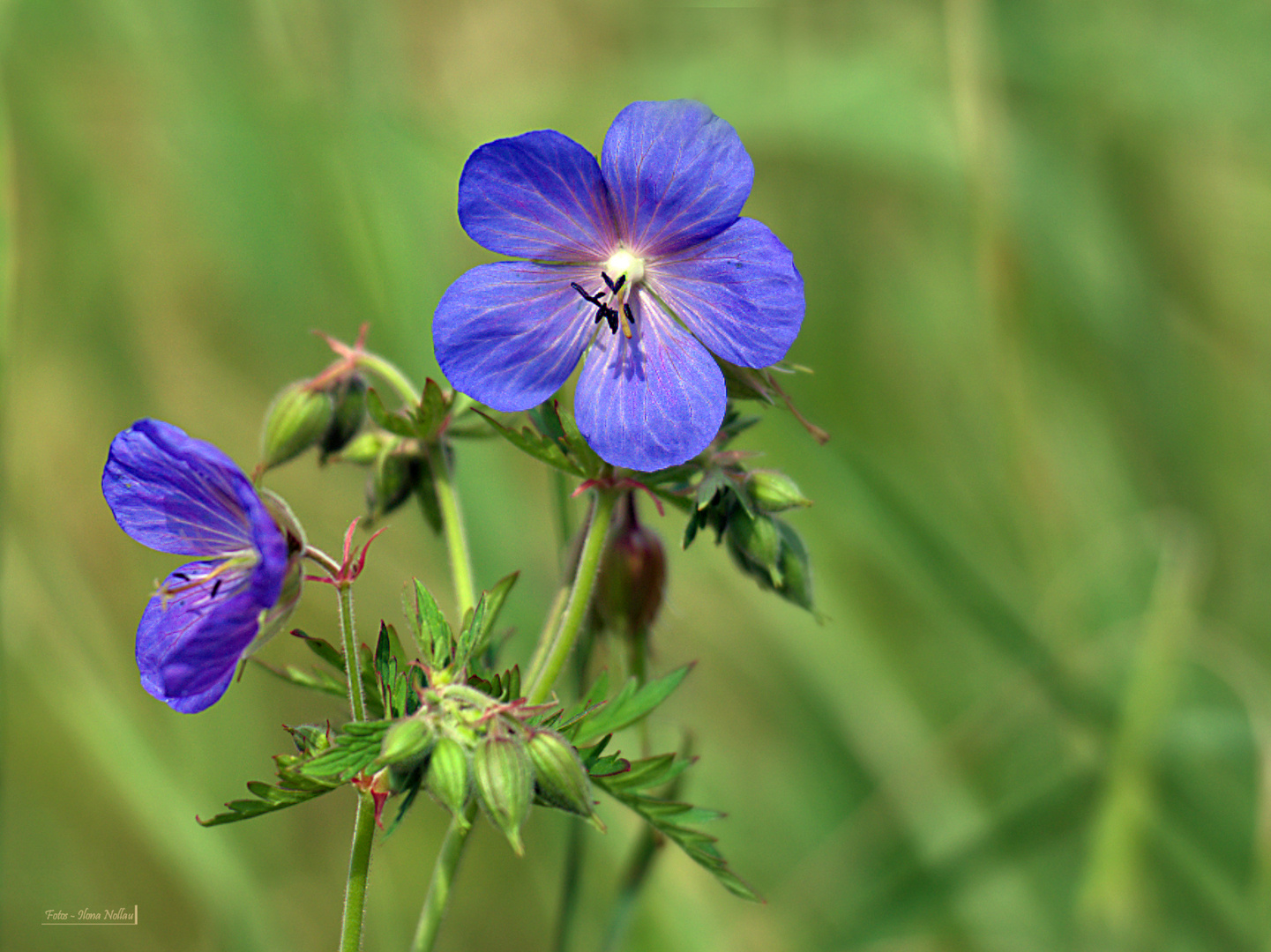 Sommerblumenwiese