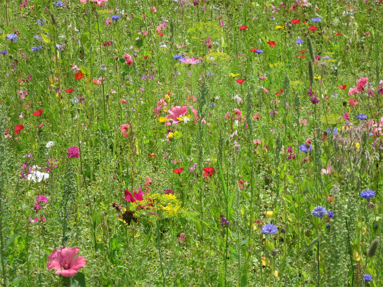 Sommerblumenwiese