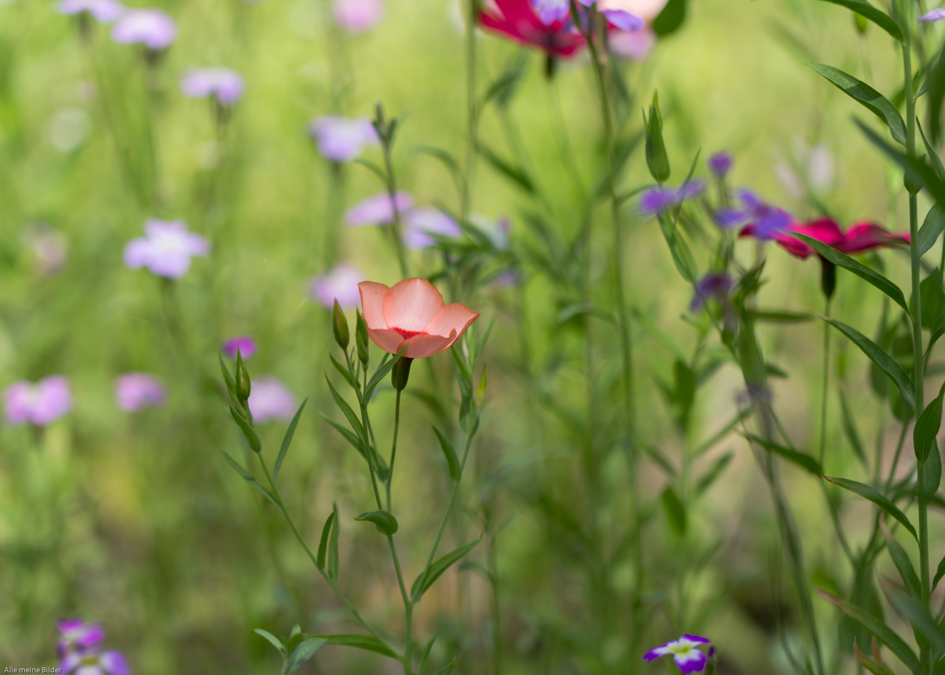 Sommerblumenwiese