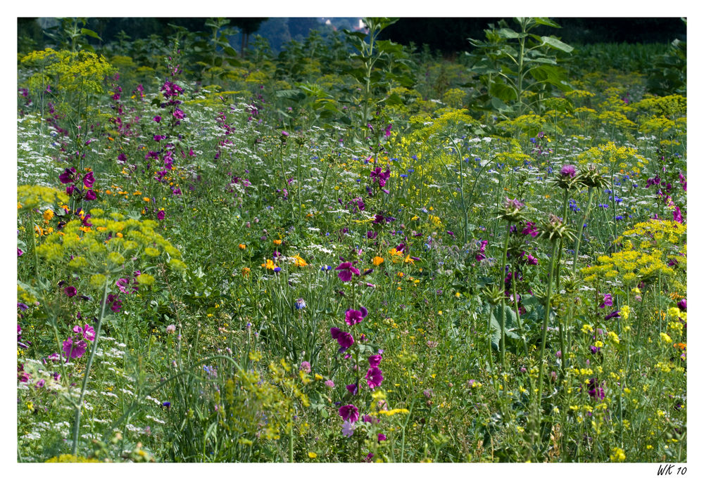 Sommerblumenwiese