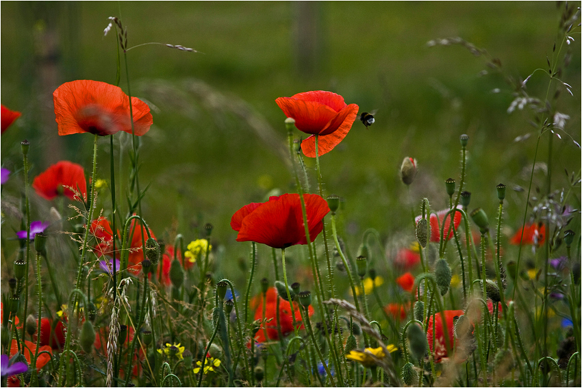 Sommerblumenwiese II