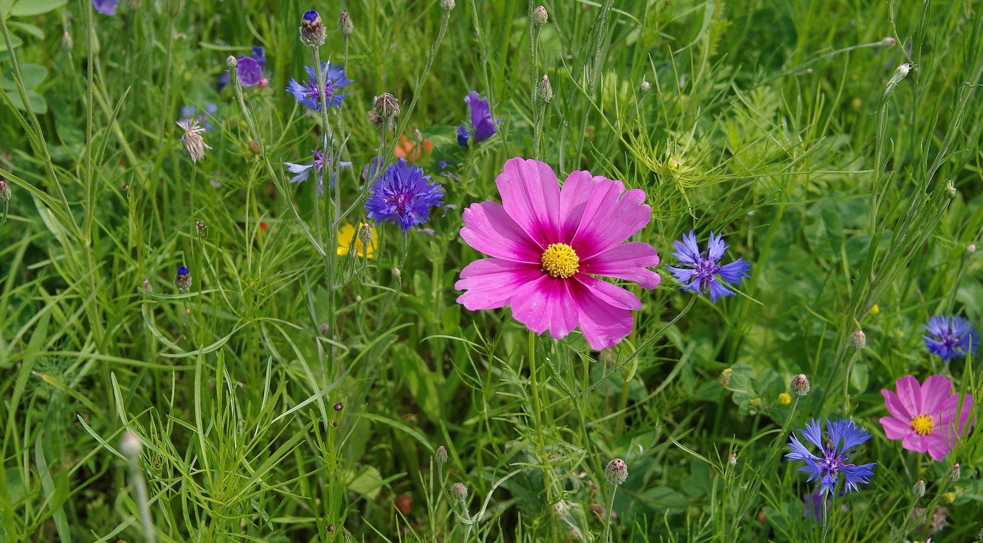 Sommerblumenwiese II