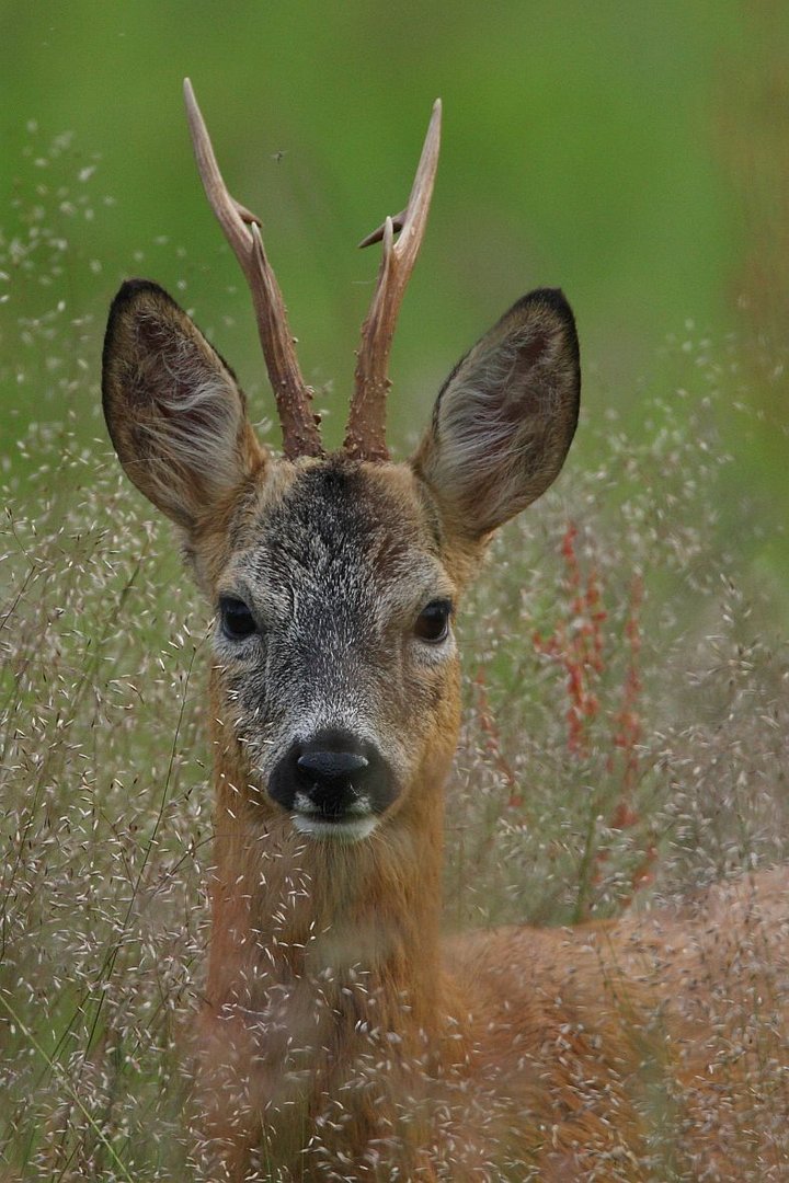 sommerbock