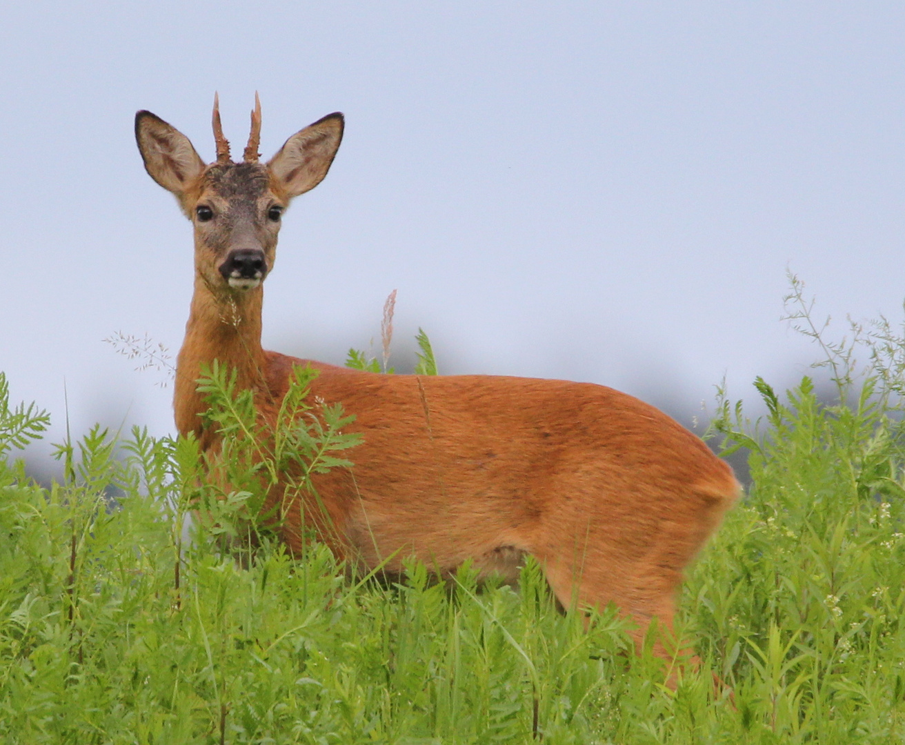 Sommerbock