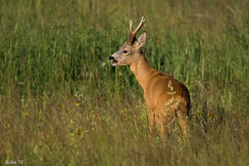 Sommerbock