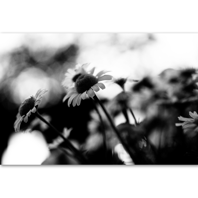 sommer.bokeh   #5