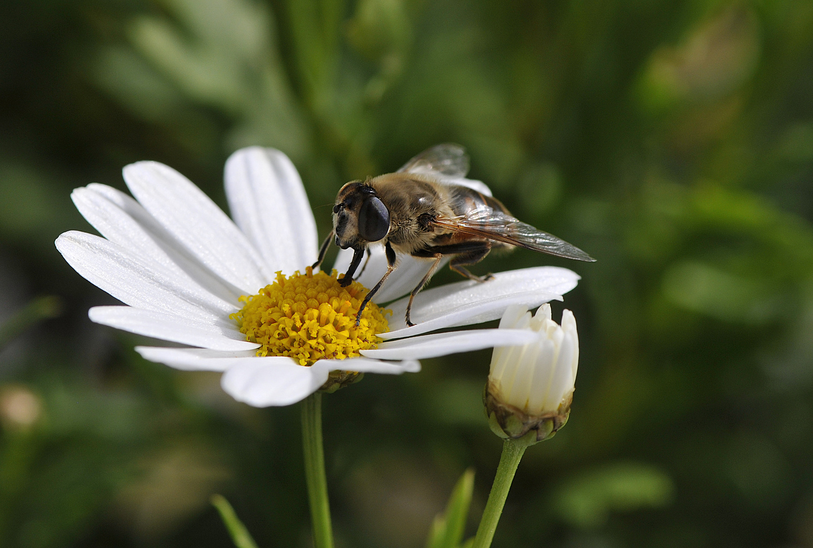 Sommerbote