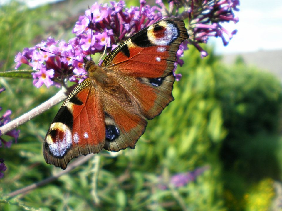 Sommerbote