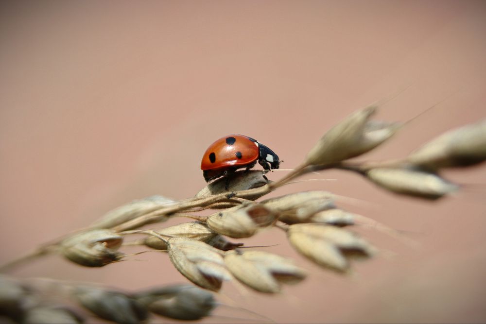 Sommerbote von Blickfänger 