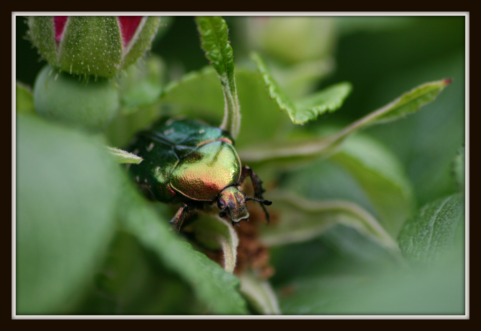 ...Sommerbote...