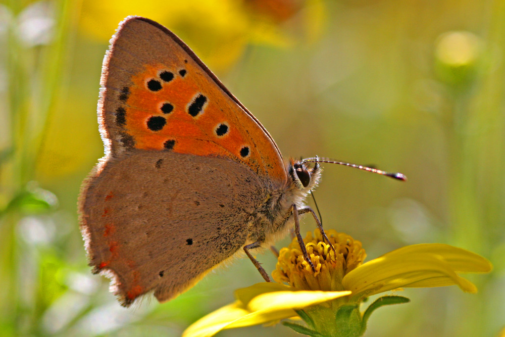 Sommerbote