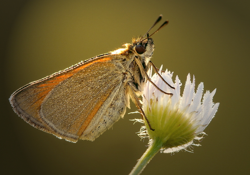 Sommerbote