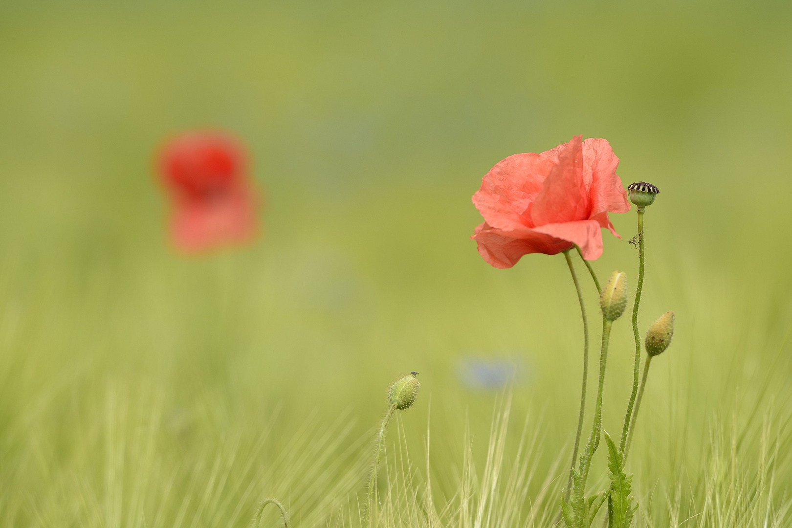 Sommerboten - Mohnblumen im Getreidefeld