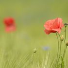 Sommerboten - Mohnblumen im Getreidefeld