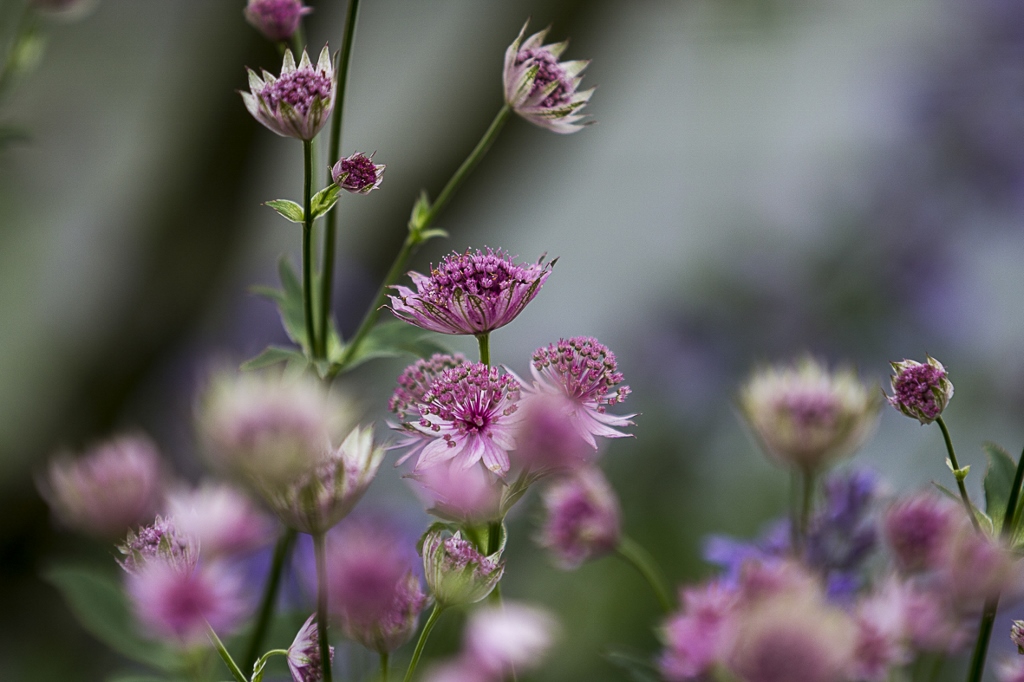 Sommerbunt